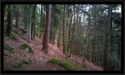 Saint Quirin - Vers la grotte des Bacelles Saint Quirin - Vers la grotte des Bacelles