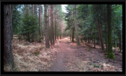 Saint Quirin - Vers la Main de fer Saint Quirin - Vers la Main de fer