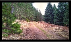 Saint Quirin - Vers la Main de fer Saint Quirin - Vers la Main de fer