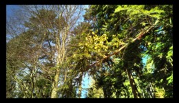 Gui profitant d'un sapin Gui profitant d'un sapin