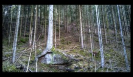 Complémentarité végétal-minéral Végétal-minéral