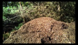 Fourmilière active. Fourmilière