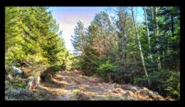 Sur le chemin des Bornes Sur le chemin des Bornes