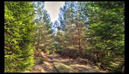 Sur le chemin des Bornes, avant le col du Rognol Sur le chemin des Bornes