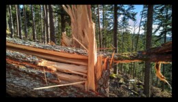 Arbre cassé par la tempête Ciara Tempête Ciara