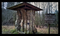 Le hêtre de Billebaum Le hêtre de Billebaum