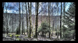Bois de bouleaux Bois de bouleaux