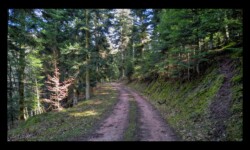Route forestière au départ de Kuhberg Route forestière au départ de Kuhberg