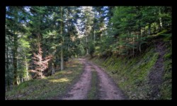 Route forestière au départ de Kuhberg Route forestière au départ de Kuhberg