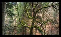 Géant de la forêt Géant de la forêt