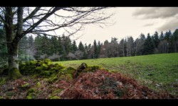 Prairie à l'entrée de la Hoube Prairie à l'entrée de la Hoube