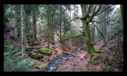 Passerelle au dessus du ruisseau Passerelle au dessus du ruisseau