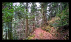 Chemin descendant vers Kuhberg Chemin descendant vers Kuhberg