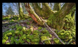 Harreberg - Les Picards Harreberg - Les Picards