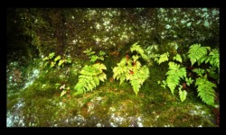 Fougères et mousses sur le grès Fougères et mousses sur le grès