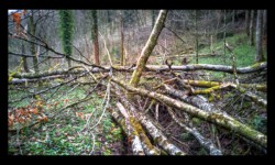 Fond du vallon de Huttenthal, sous Harreberg Fond du vallon de Huttenthal