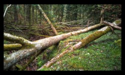 Fond du vallon de Huttenthal, sous Harreberg Fond du vallon de Huttenthal