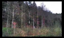 Falaises dans le vallon de Neithal, sous Hommert Falaises dans le vallon de Neithal