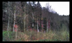 Falaises dans le vallon de Neithal, sous Hommert Falaises dans le vallon de Neithal