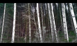 Mur de sapins, au Neithal Mur de sapins, au Neithal
