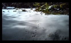 Forêt du Grossmann Forêt du Grossmann