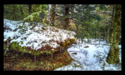 Forêt du Grossmann Forêt du Grossmann