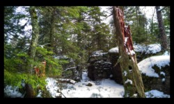 Forêt du Grossmann Forêt du Grossmann