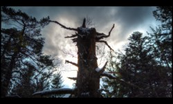 Forêt du Grossmann Forêt du Grossmann