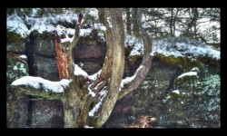 Forêt du Grossmann Forêt du Grossmann