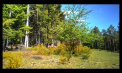 Dans la forêt du Hoelsthal Dans la forêt du Hoelsthal