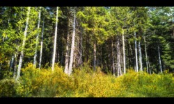 Dans la forêt du Hoelsthal Dans la forêt du Hoelsthal