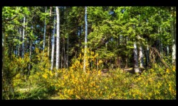 Dans la forêt du Hoelsthal Dans la forêt du Hoelsthal