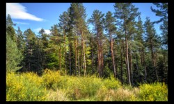 Dans la forêt du Hoelsthal Dans la forêt du Hoelsthal