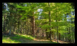 Dans la forêt du Hoelsthal Dans la forêt du Hoelsthal
