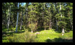 Dans la forêt du Hoelsthal Dans la forêt du Hoelsthal