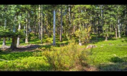 Dans la forêt du Hoelsthal Dans la forêt du Hoelsthal