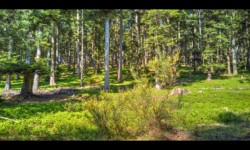 Dans la forêt du Hoelsthal Dans la forêt du Hoelsthal