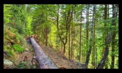 Un des nombreux arbres déracinés par les tempêtes de cet hiver Dans le vallon de la Zorn Blanche