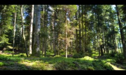Dans la forêt du Hoelsthal Dans la forêt du Hoelsthal