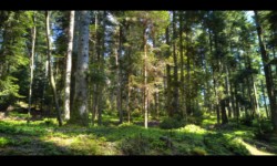 Dans la forêt du Hoelsthal Dans la forêt du Hoelsthal