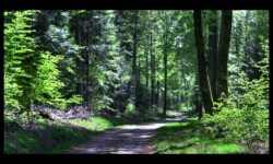 RF entre Hengstbourg et Beimbach RF Beimbach