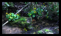 Trolls dans la Zorn jaune Trolls dans la Zorn jaune