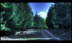 Forêt de Ludwigsberg Forêt de Ludwigsberg