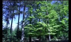 Forêt de Ludwigsberg Forêt de Ludwigsberg