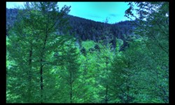 Forêt de Ludwigsberg Forêt de Ludwigsberg