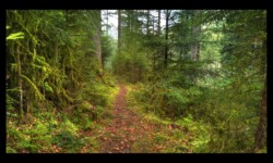 Descente de Breithardthal Descente de Breithardthal