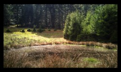 Schnokenlochmatt Schnokenlochmatt