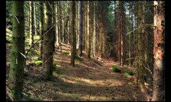 Descente de Breithardthal Descente de Breithardthal