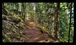 Descente de Breithardthal Descente de Breithardthal