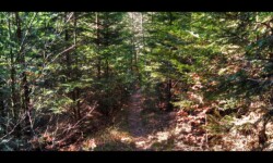 Sentier vers Petersmuehl Sentier vers Petersmuehl